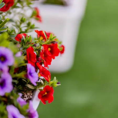 Luxuite Con Piscina O Jacuzzi Альберобелло