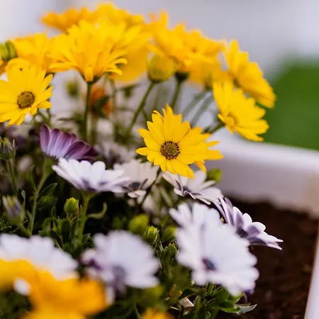 Вилла Luxuite Con Piscina O Jacuzzi *